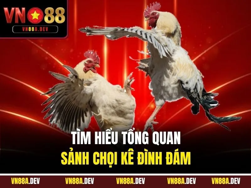 Tìm hiểu tổng quan sảnh chọi kê đình đám